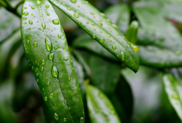【萊沃醫(yī)療：知識(shí)分享】抓住雨水時(shí)節(jié)，養(yǎng)出春日好身體
