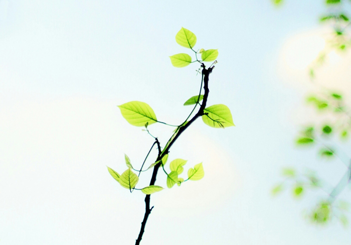 【萊沃醫(yī)療：知識(shí)分享】植樹(shù)節(jié)：“植”此青綠，擁抱春天，鼻炎黨速看，不踩雷！